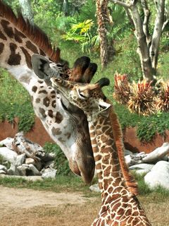 ZOO Giraffe and Mom