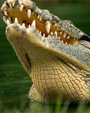 Nile - Crocodile