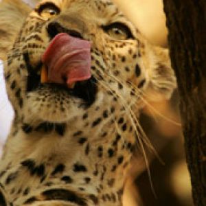 Leopard - Botswana