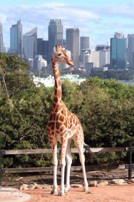 Sydney Taronga ZOO - Giraffe