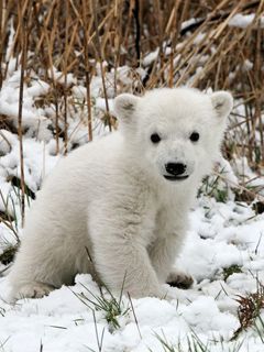 Knut - wallpaper preview