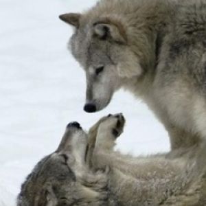 Wolf Play Time