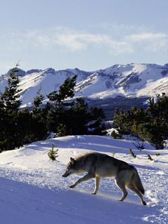 North American Grey Wolf - Rocky Mountains