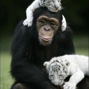 Monkey and Baby Tigers