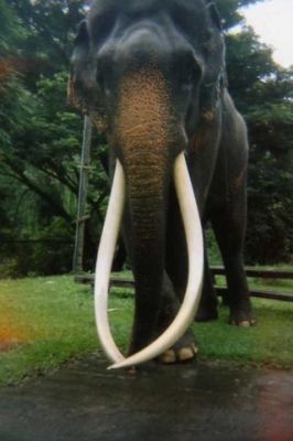 Cambodge elephants 