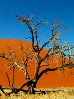 Namibia Dune
