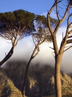 Cape Town - Trees 