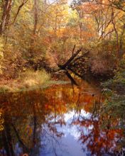 Tuckahoe River Fall Reflections