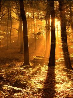Sun Ray in the Woods