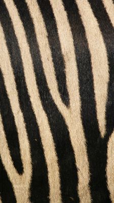 Zebra Csíkok Mintázat - wallpaper preview