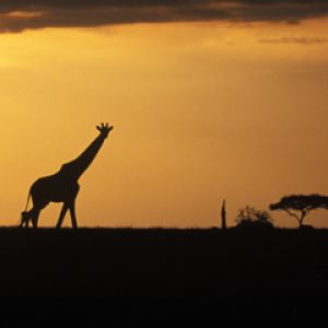 Savanna - Giraffe