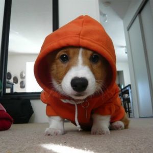 Gangster Puppy
