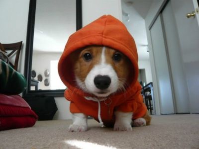 Gangster Puppy