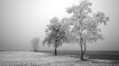 Winter Tree Field