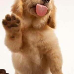 Aranyos Golden Retriever Kiskutya