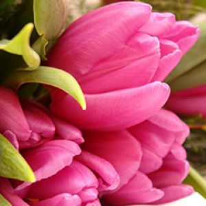 flowers tulips bouquet