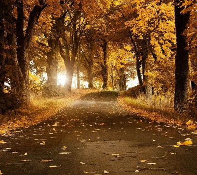 Őszi Erdő Út - wallpaper preview