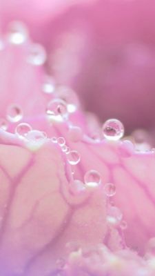 Pink water drops 